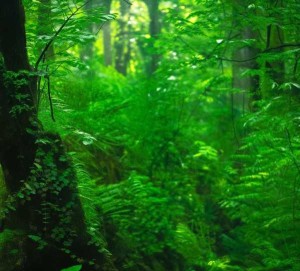 东北山珍，红蘑榛子蘑，大自然的山野美味